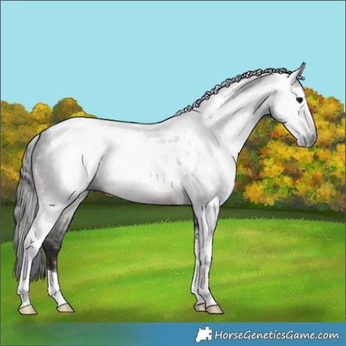 Horse Color:Gray Brown Tobiano 