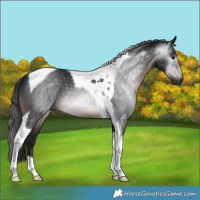 Horse Color:Gray Brown Tobiano 