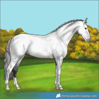 Horse Color:Gray Brown Tobiano 