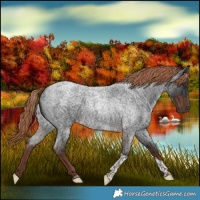 Horse Color:Liver Red Roan Tobiano 