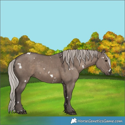 Horse Color:White Spotted Silver Grullo 