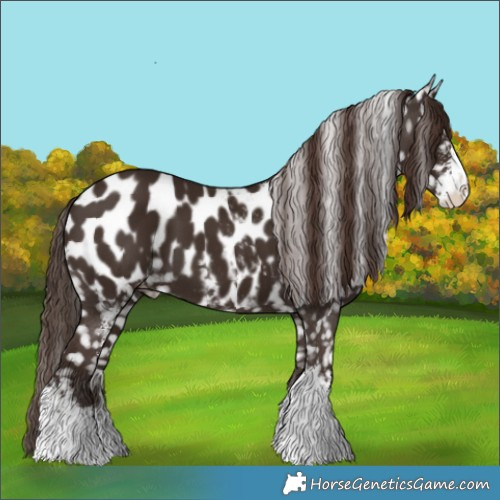 Horse Color:Liver Chestnut Sabino Appaloosa 