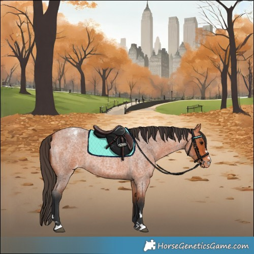 Horse Color:Bay Roan Appaloosa 