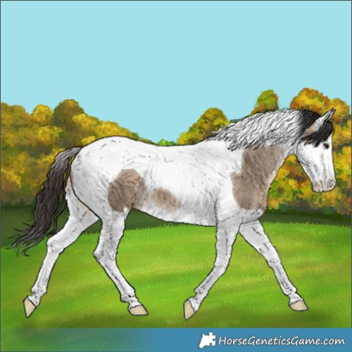 Horse Color:Brown Dun Splash Tobiano Brindle 