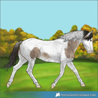 Horse Color:Brown Dun Splash Tobiano Brindle 