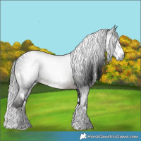 Horse Color:Gray White Spotted Brown Splash