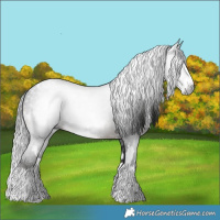 Horse Color:Gray White Spotted Brown Splash 