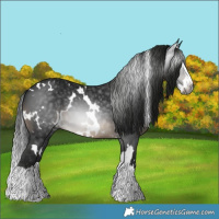 Horse Color:Gray White Spotted Brown Splash 