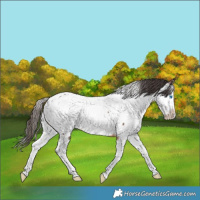 Horse Color:White Spotted Bay Splash Appaloosa Rabicano 