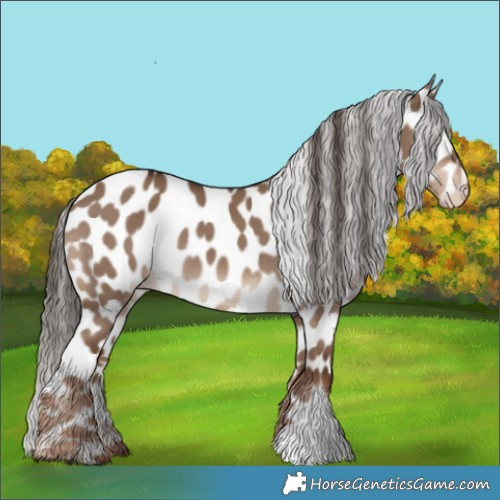 Horse Color:Liver Red Dun Appaloosa 