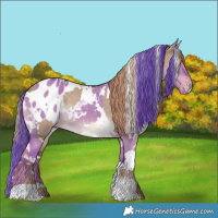 Horse Color:White Spotted Liver Red Dun Rabicano  and Watercolor White Spotted Liver Red Dun Appaloosa 