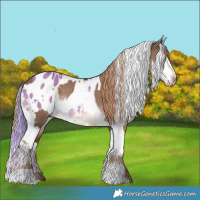 Horse Color:White Spotted Liver Red Dun Rabicano  and Watercolor White Spotted Liver Red Dun Appaloosa 