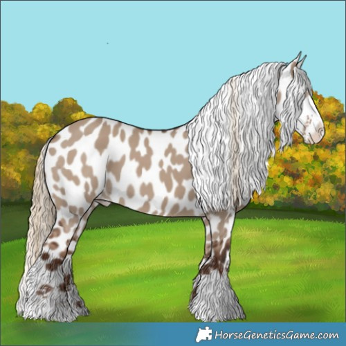 Horse Color:Liver Red Dun Sabino Appaloosa 