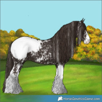 Horse Color:Liver Chestnut Sabino Appaloosa 