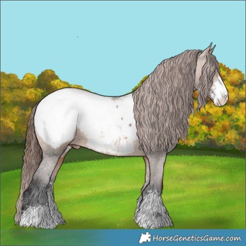 Horse Color:Bay Dun Sabino Appaloosa Rabicano 