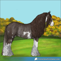 Horse Color:Liver Chestnut Sabino Rabicano 