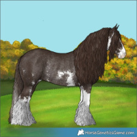 Horse Color:Liver Chestnut Sabino Rabicano 