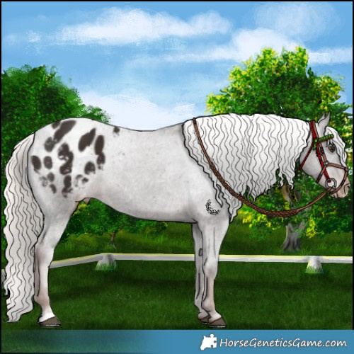 Horse Color:Liver Chestnut Mushroom Appaloosa 