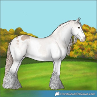 Horse Color:Liver Red Dun Sabino Splash Varnish 
