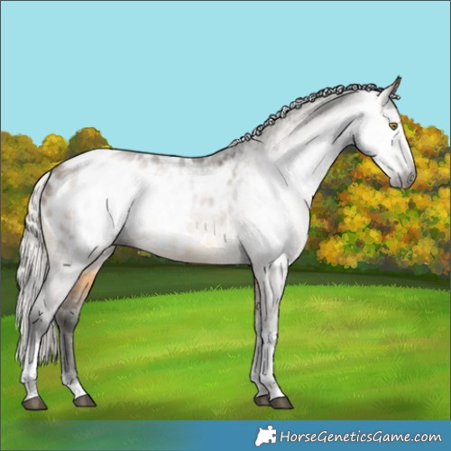 Horse Color:Gray Silver Buckskin Dun Tobiano Appaloosa 