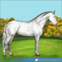 Horse Color:Gray Silver Buckskin Dun Tobiano Appaloosa 