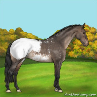 Horse Color:Brown Roan Dun Appaloosa 