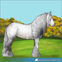 Horse Color:Gray Black Tobiano Appaloosa and Brown Tobiano