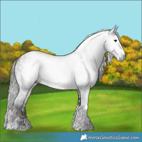 Horse Color:Gray Black Tobiano Near Leopard  and Brown Tobiano 