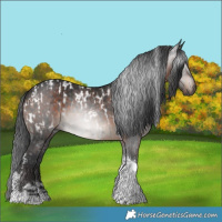 Horse Color:Gray Black Tobiano Appaloosa and Brown Tobiano