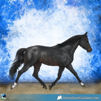 Horse Color:Brown Rabicano 