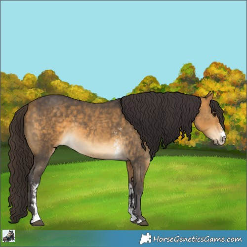 Horse Color:Buckskin Sabino