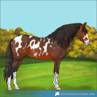 Horse Color:Bay Appaloosa 