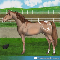 Horse Color:Red Dun Appaloosa