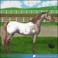 Horse Color:Liver Red Dun Appaloosa Brindle 
