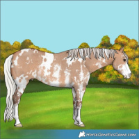 Horse Color:White Spotted Silver Bay Dun Sabino Rabicano 
