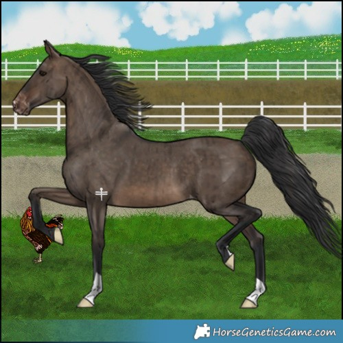 Horse Color:Brown Dun Appaloosa Brindle 