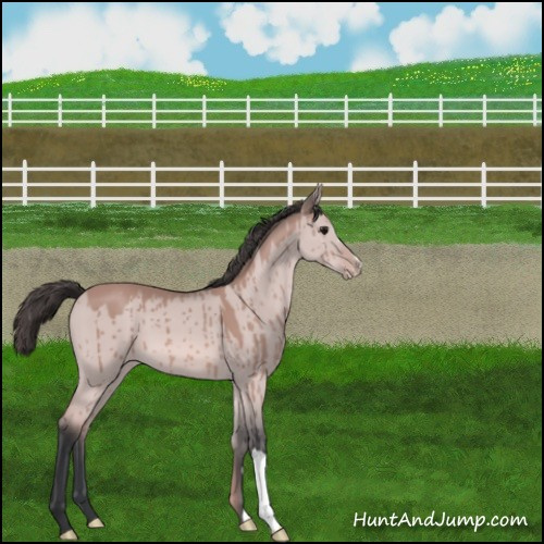 Horse Color:Platinum Bay Dun Appaloosa Brindle 