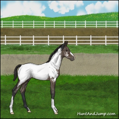 Horse Color:Brown Dun Appaloosa Brindle 