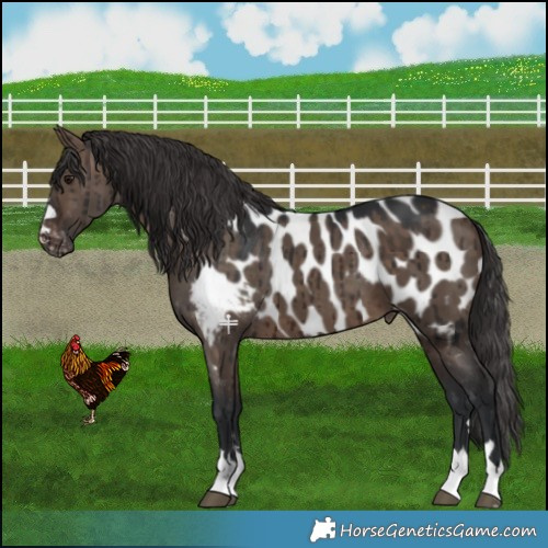 Horse Color:Brown Dun Appaloosa Brindle 