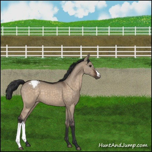 Horse Color:Brown Dun Appaloosa 