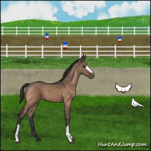 Horse Color:White Spotted Bay Dun Appaloosa 