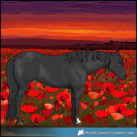 Horse Color:Black 