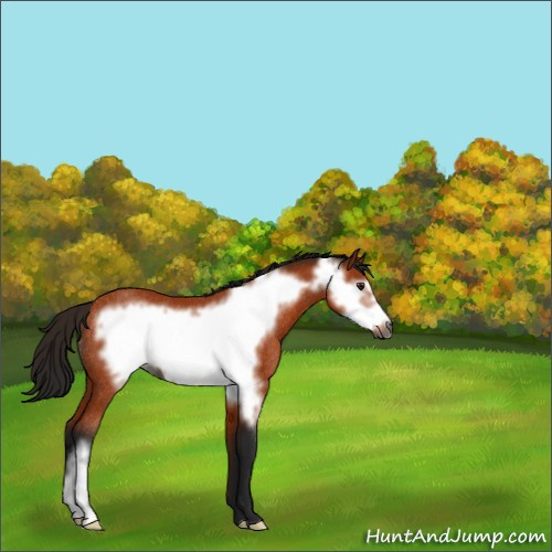 Horse Color:Gray Buckskin Frame Rabicano 