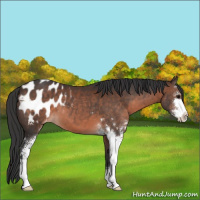 Horse Color:Brown Sabino Blanket 