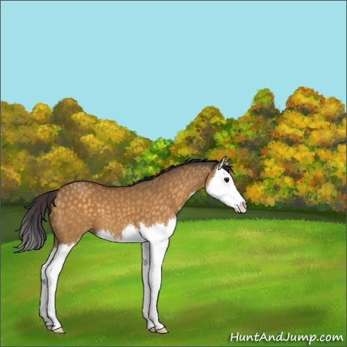 Horse Color:Buckskin Dun Sabino Splash 