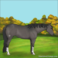 Horse Color:Grullo