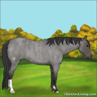 Horse Color:Blue Roan 