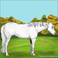 Horse Color:Silver Smoky Black Chinchilla Sabino