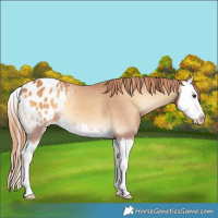 Horse Color:Red Onyx Splash Appaloosa