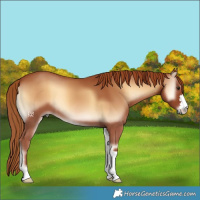 Horse Color:Red Onyx 